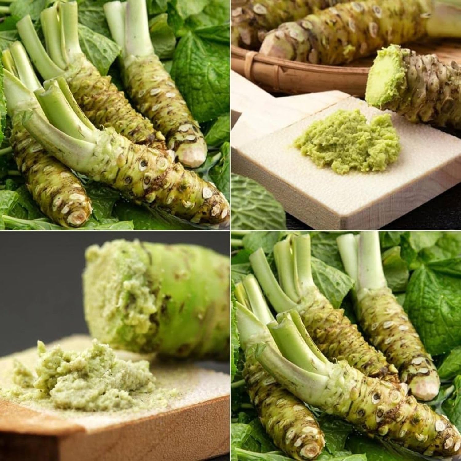 Amazon.com : 5 Pack x 50 Seeds - Wasabi Seeds | Japanese